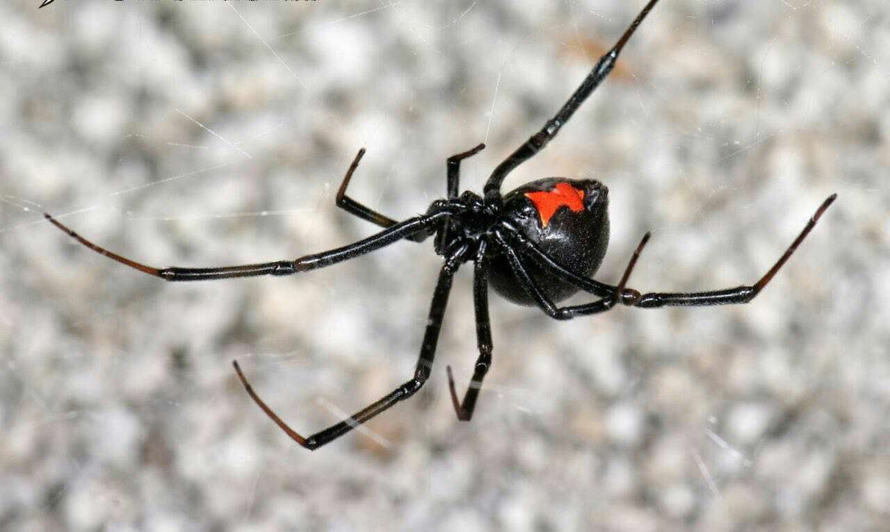 این عنکبوت ماده بعد از جفت گیرى، جفت نر خود را کامل مى بلعد